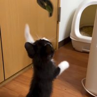 おもちゃで遊ぶ子猫