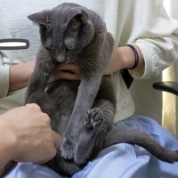 後ろ足の爪切りを観察する猫