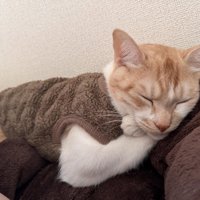 寝ている猫