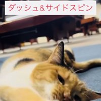 飼い主さんの前でゴロンする看板猫