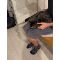 猫と椅子に座る女性