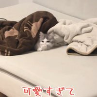ゴロゴロする猫