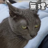 控えめになるハムちゃん