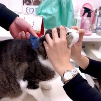 顔周りを触られる猫