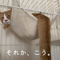 正しいハンモックの使い方2
