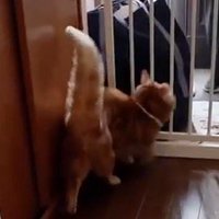 大きく膨らんだ猫のしっぽ