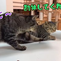 逃げる猫と追いかける猫