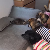 犬たちに見つめられてしゃがみ込む猫