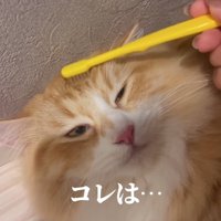 歯ブラシでおでこを撫でられている半目の猫「コレは…」