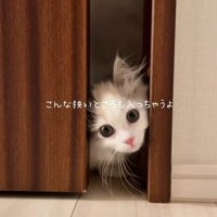 すきまに入るマンチカンの子猫