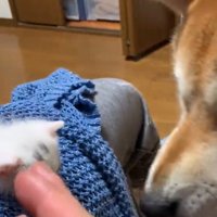 子猫に手を伸ばすと…