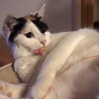 おもちゃをくわえる猫