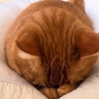 顔を前足に埋める猫