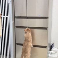 冷蔵庫に前足をかけて立ち上がる猫