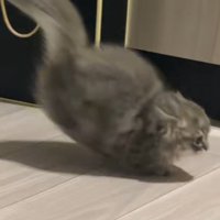 駆けだすミヌエットの子猫