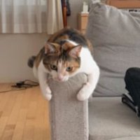 ソファーにいる猫