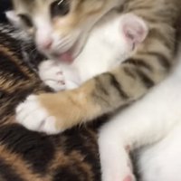 毛づくろいしている猫の写真4