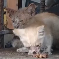 ボロボロの子猫たち