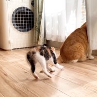 三毛ちゃんの後ろ姿