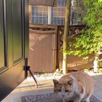 玄関でごはんを食べる猫