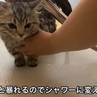 シャワーをされている猫