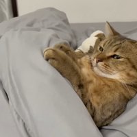 前足を添えた姿(目を開けた顔)