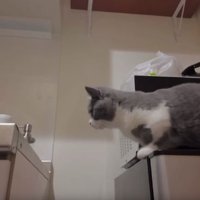 キッチンにいる猫