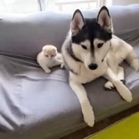 ハスキーのそばにいる子猫