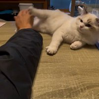 飼い主さんの手を蹴る子猫