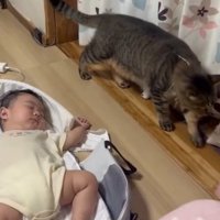 赤ちゃんの近くを歩く猫