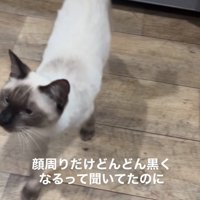 顔まわりが黒くなった猫
