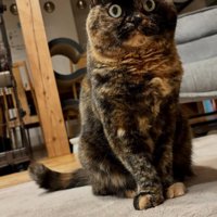 座って目を見開く猫