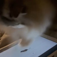 画面をカリカリする猫