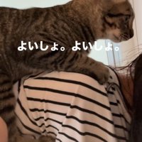 人の肩によじ登る猫