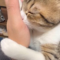 人の手を吸う猫