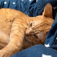嫌がる猫の表情
