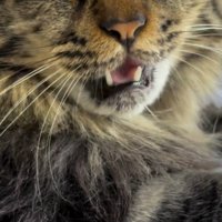 小さな声で飼い主に返事をする猫