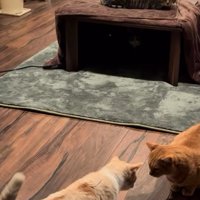 茶色い猫と顔を近づけあう猫