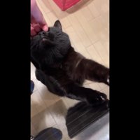 上を向いた姿