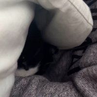 カメラの前から姿を消す猫