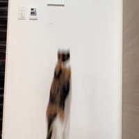飛び上がる三毛猫1