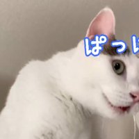 冷蔵庫の上で鳴いている猫