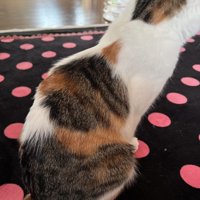 座ったミクちゃん