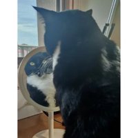 室内にいる猫