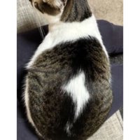 猫の背中