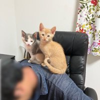 ご主人の上に座る猫