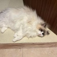 室内にいる猫