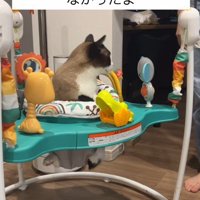 赤ちゃんのおもちゃで遊ぶ猫