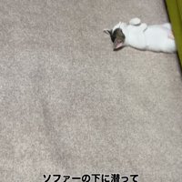 ソファの下に挟まった子猫