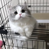 ケージに前足をかけて、飼い主が持っている皿に顔を近づける猫